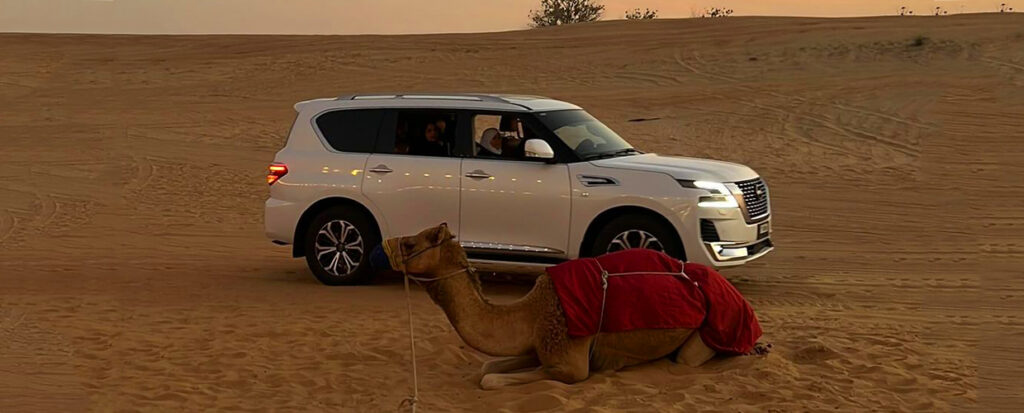 How to Prepare for a Camel Trek in Dubai?